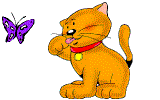 gatto farfalla.gif